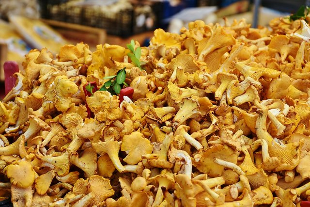 Auch Eierschwämme waren unter den sichergestellten Pilzen