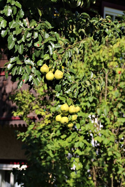 Birnenbaum Simonyhof. | Foto: HKroBild