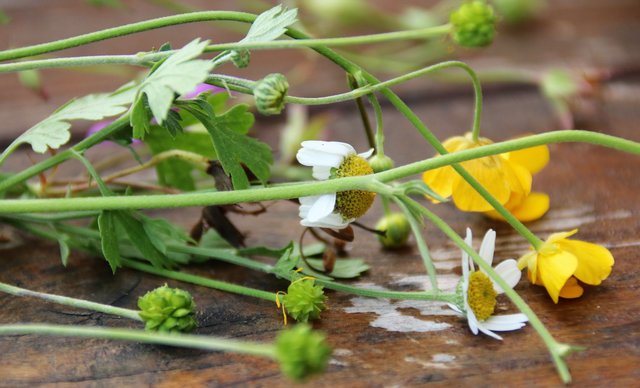 Grässer und Blüten wurden gesammelt. | Foto: HKroBild