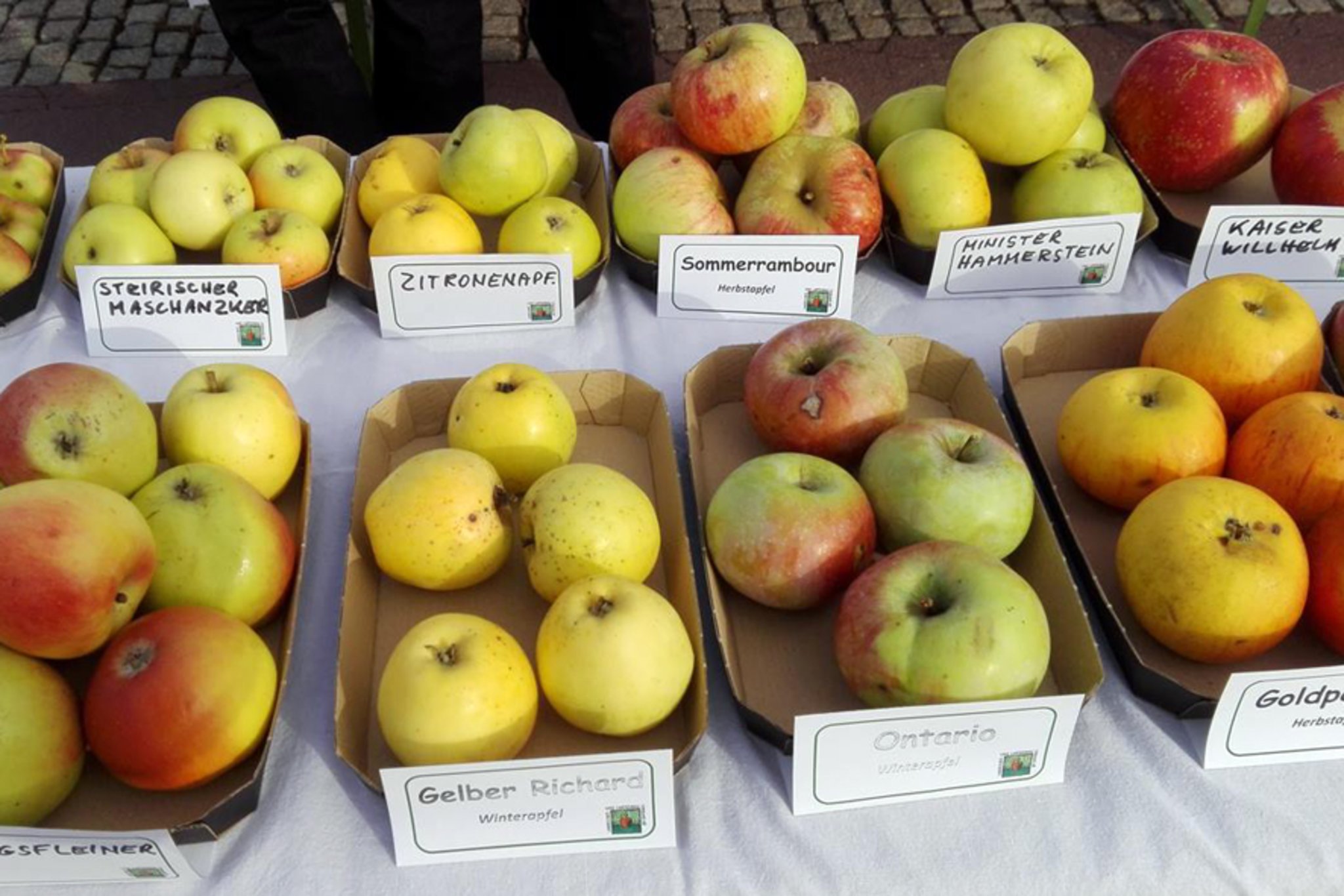 Hoanlbirn und Lederapfel - Tag der alten Obstsorten in Linz - Linz