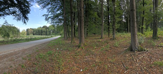 Dieses Amstettner Waldstück bei der Autobahnauffahrt Amstetten West ist ein beliebter Treffpunkt.
