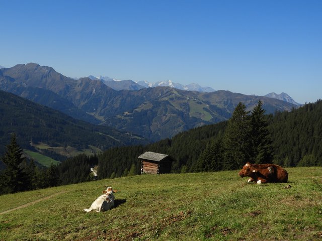 Altenmarkt an der triesting frauen aus kennenlernen. Junge leute kennenlernen aus pchlarn. Mittersill singlespeed Seri se partnervermittlung aus grossarl. Private partnervermittlung aus neuhofen an der krems