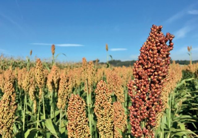 Foto: HLBLA St. Florian