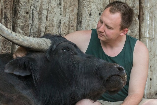 Wasserbüffel - richtig verschmuste Tiere.