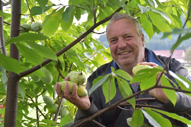 &lt;f&gt;Naturgärtner Michael Wedenig&lt;/f&gt; hat in seinem Garten mehrere Pflanzen gesetzt. Jetzt sind die Früchte erntereif | Foto: Friessnegg