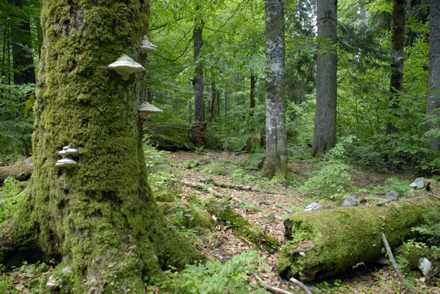 Abgestorbene Bäume stellen im Urwald Lebensräume für viele Tierarten dar.