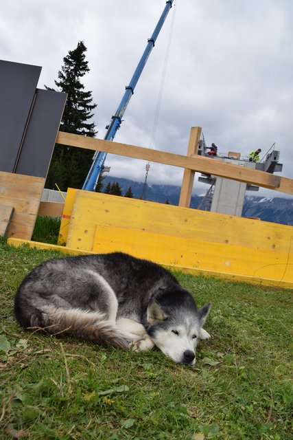 Während die einen schwer arbeiten, machen die anderen ein Nickerchen.