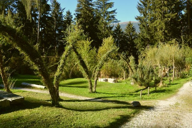 Herbstlicht im Schwazer Silberwald