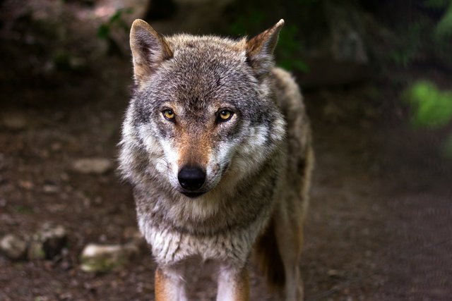 Der Wolf ist in Kärnten noch kein echtes Problem. Er soll es aber auch nicht werden, sind sich die Fraktionen zumindest im zuständigen Landtags-Ausschuss einig