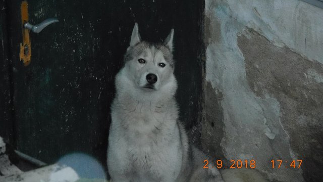 Nachdem dem Paar bereits Katzen abgenommen wurden, blieb der Husky zurück. Die Tierschützer vermuten das Paar hätte eine Hinterhofzucht starten wollen.