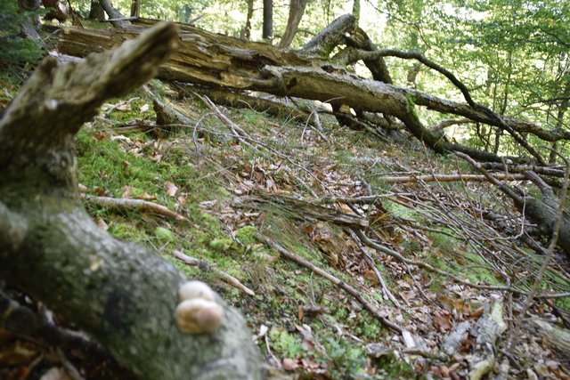 Totholz im Wald bedeutet auch, dass Nährstoffe erhalten bleiben, klärt die Leiterin des Biosphärenpark-Teams der Bundesforste im Forstbetrieb Wienerwald, Alexandra Wieshaider, auf. | Foto: Zeiler