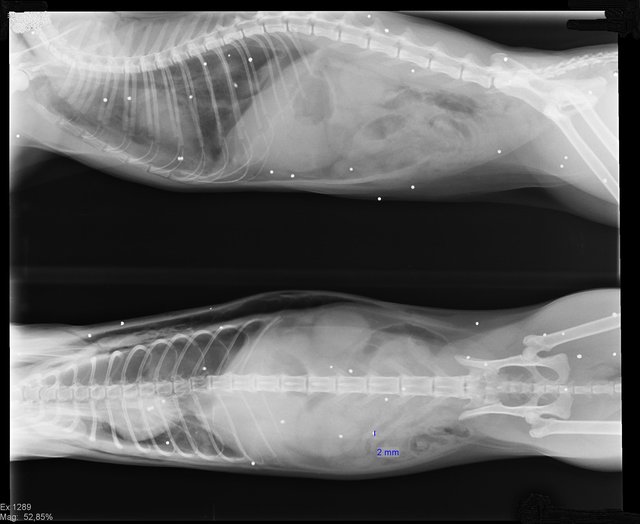 <f>Das Röntgenbild</f> zeigt über 30 Schrotkugeln in der Katze. Das lässt auf einen gezielten Schuss schließen. | Foto: zVg