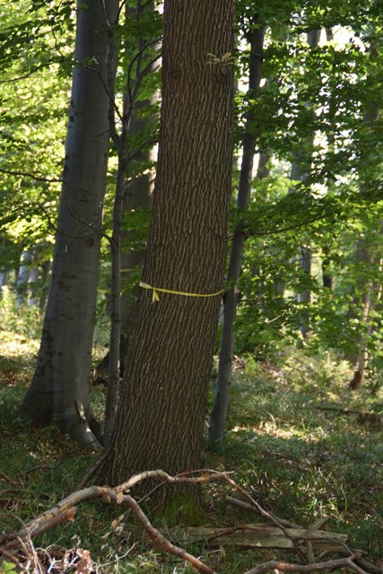 Markierung des Baumes: Dieser muss erhalten bleiben. | Foto: Zeiler