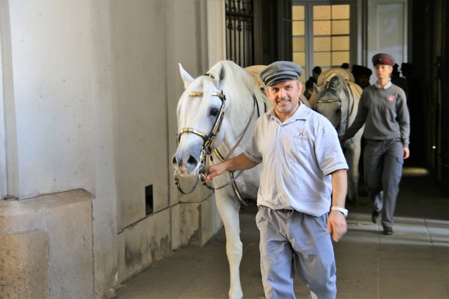 Lipizzaner, Hofreitschule, Wien