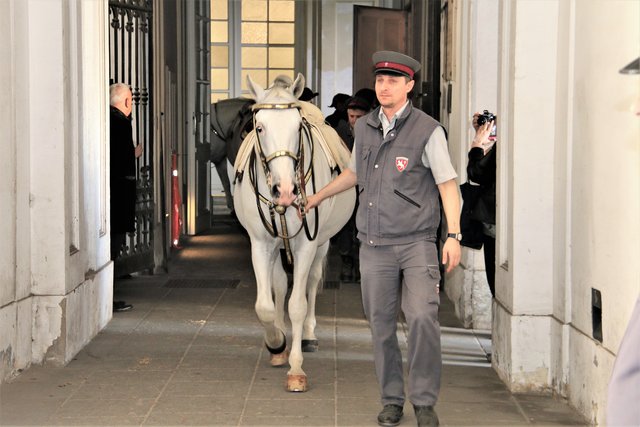Lipizzaner die Pferde aus der Spanischen Hofreitschule, Wien
