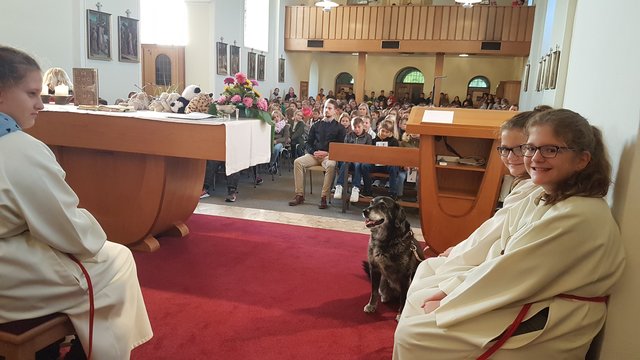 Hündin Lyca beim Gottesdienst am Franziskustag
