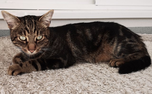 Gesucht: Tigerkatze Chipsi wird Am Grillenhang in Hartberg vermisst.