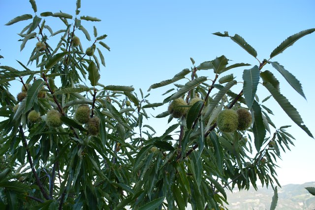 Die Edelkastanie (Castanea sativa) gedeiht prächtig in Perdonig.