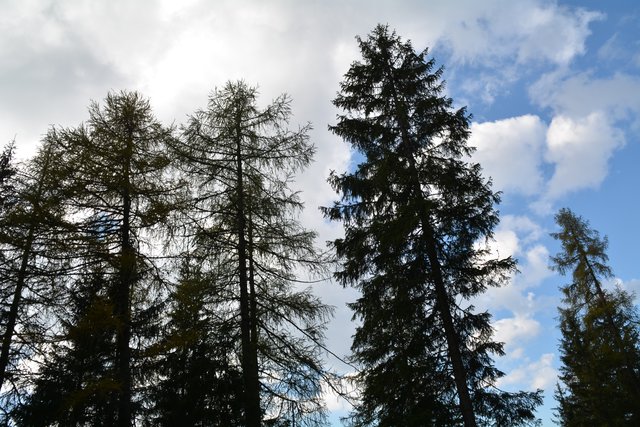 Schöner Spaziergang von der Maierl Alm nach Obereggen im Eggental.