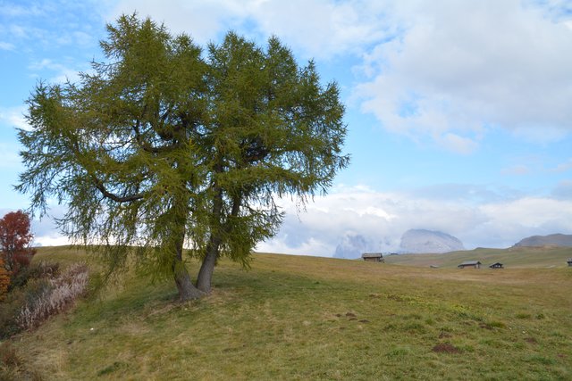 Die Seiser Alm befindet sich auf einer Seehöhe von 1.680 bis 2.350 Metern und stellt mit einer Fläche 56 Quadratkilometern eines der größten geschlossenen Hochplateaus in den Alpen dar.