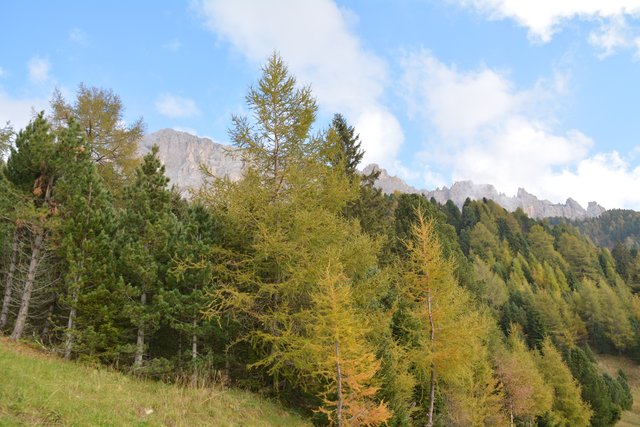 Schöner Spaziergang von der Maierl Alm nach Obereggen im Eggental.