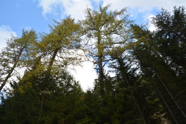 Schöner Spaziergang von der Maierl Alm nach Obereggen im Eggental.