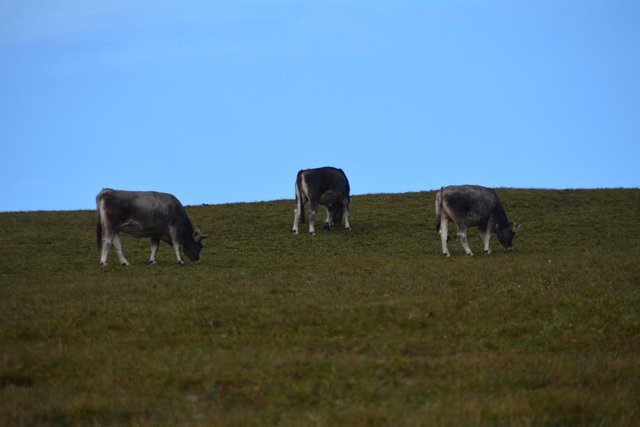 Auf der Seiser Alm fühlen sich die Kühe auf fast 2.000 Metern Seehöhe wohl.