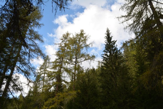 Schöner Spaziergang von der Maierl Alm nach Obereggen im Eggental.