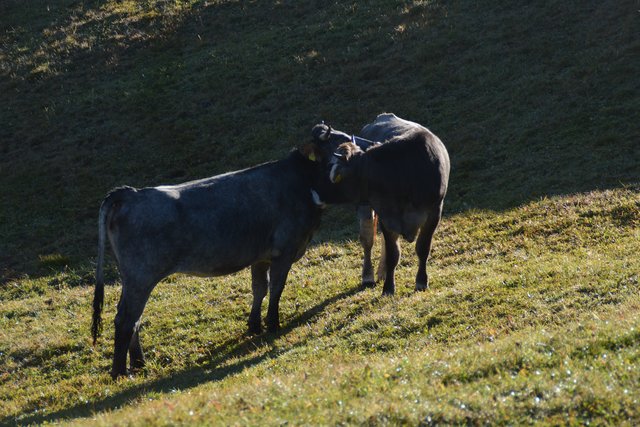 Auf der Seiser Alm fühlen sich die Kühe auf fast 2.000 Metern Seehöhe wohl.