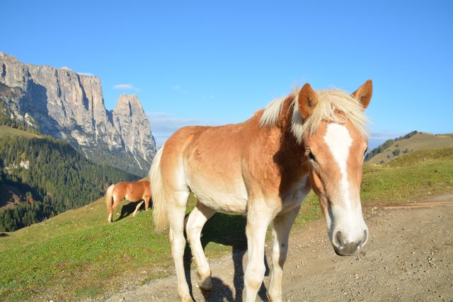 Auf der Seiser Alm fühlen sich die Pferde auf fast 2.000 Metern Seehöhe wohl.