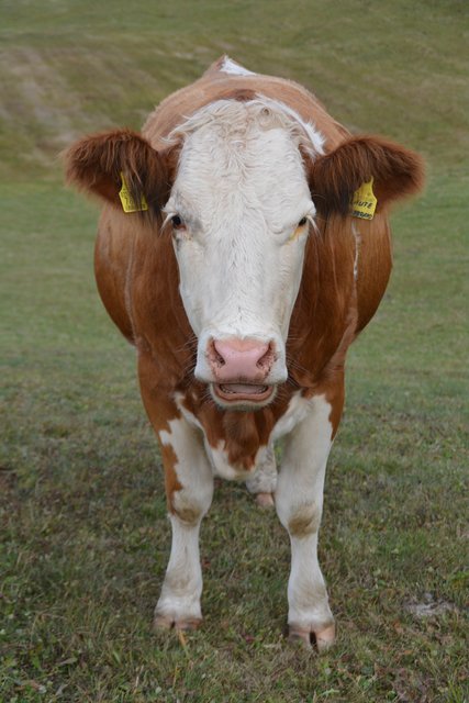 Auf der Seiser Alm fühlen sich die Kühe auf fast 2.000 Metern Seehöhe wohl.