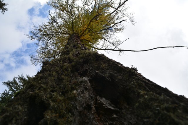 Schöner Spaziergang von der Maierl Alm nach Obereggen im Eggental.