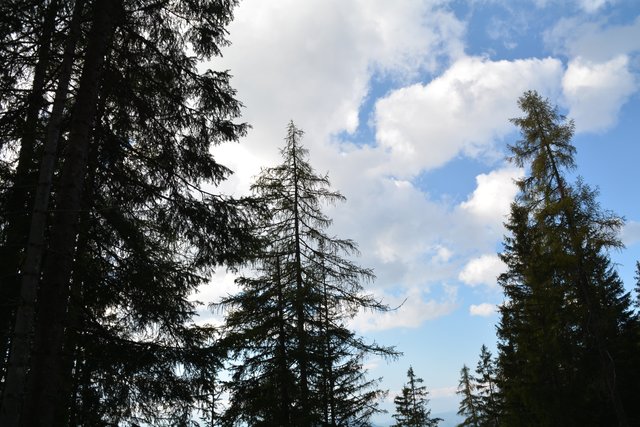Schöner Spaziergang von der Maierl Alm nach Obereggen im Eggental.