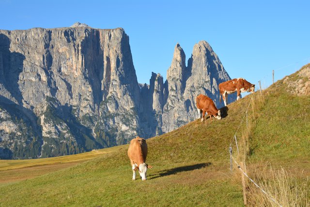 Auf der Seiser Alm fühlen sich die Kühe auf fast 2.000 Metern Seehöhe wohl.
