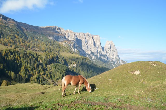 Auf der Seiser Alm fühlen sich die Pferde auf fast 2.000 Metern Seehöhe wohl.