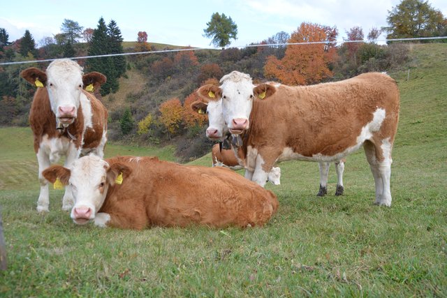 Auf der Seiser Alm fühlen sich die Kühe auf fast 2.000 Metern Seehöhe wohl.