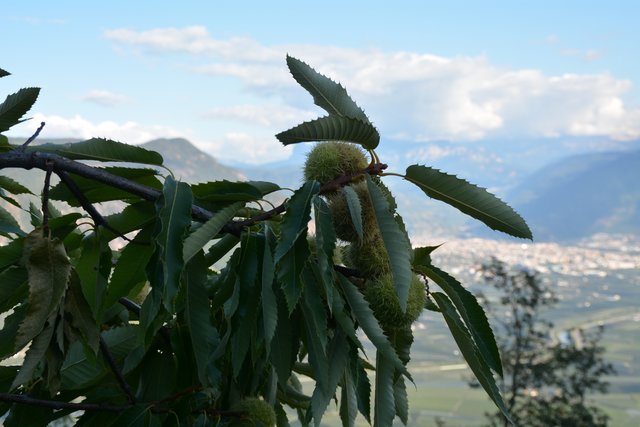 Die Edelkastanie (Castanea sativa) gedeiht prächtig in Perdonig.