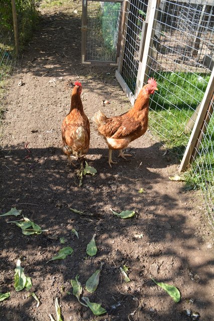 Zu Besuch im Haus der Familie Major in Birchabruck im Eggental.