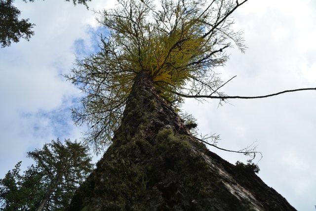 Schöner Spaziergang von der Maierl Alm nach Obereggen im Eggental.