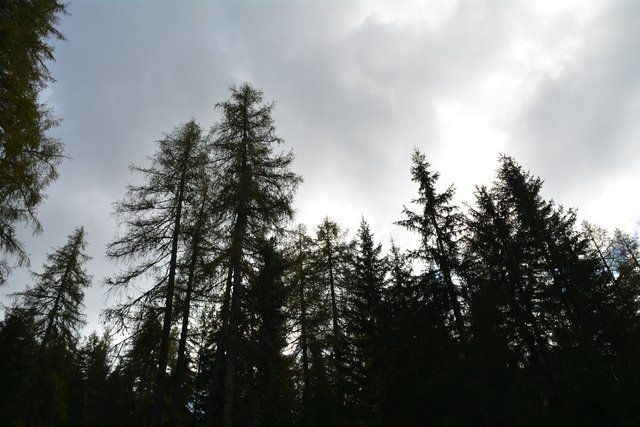 Schöner Spaziergang von der Maierl Alm nach Obereggen im Eggental.