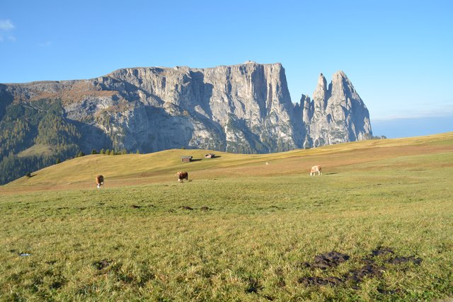Auf der Seiser Alm fühlen sich die Kühe auf fast 2.000 Metern Seehöhe wohl.