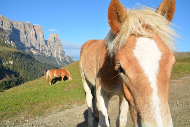Auf der Seiser Alm fühlen sich die Pferde auf fast 2.000 Metern Seehöhe wohl.