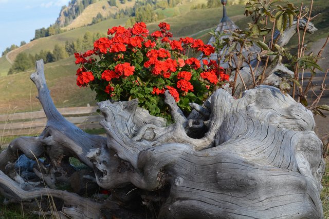 Tolle Wanderung von der Seiser Alm auf den Schlern.