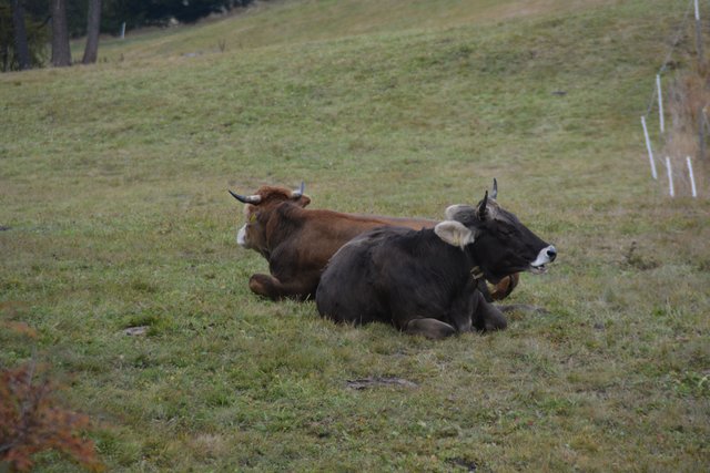 Auf der Seiser Alm fühlen sich die Kühe auf fast 2.000 Metern Seehöhe wohl.