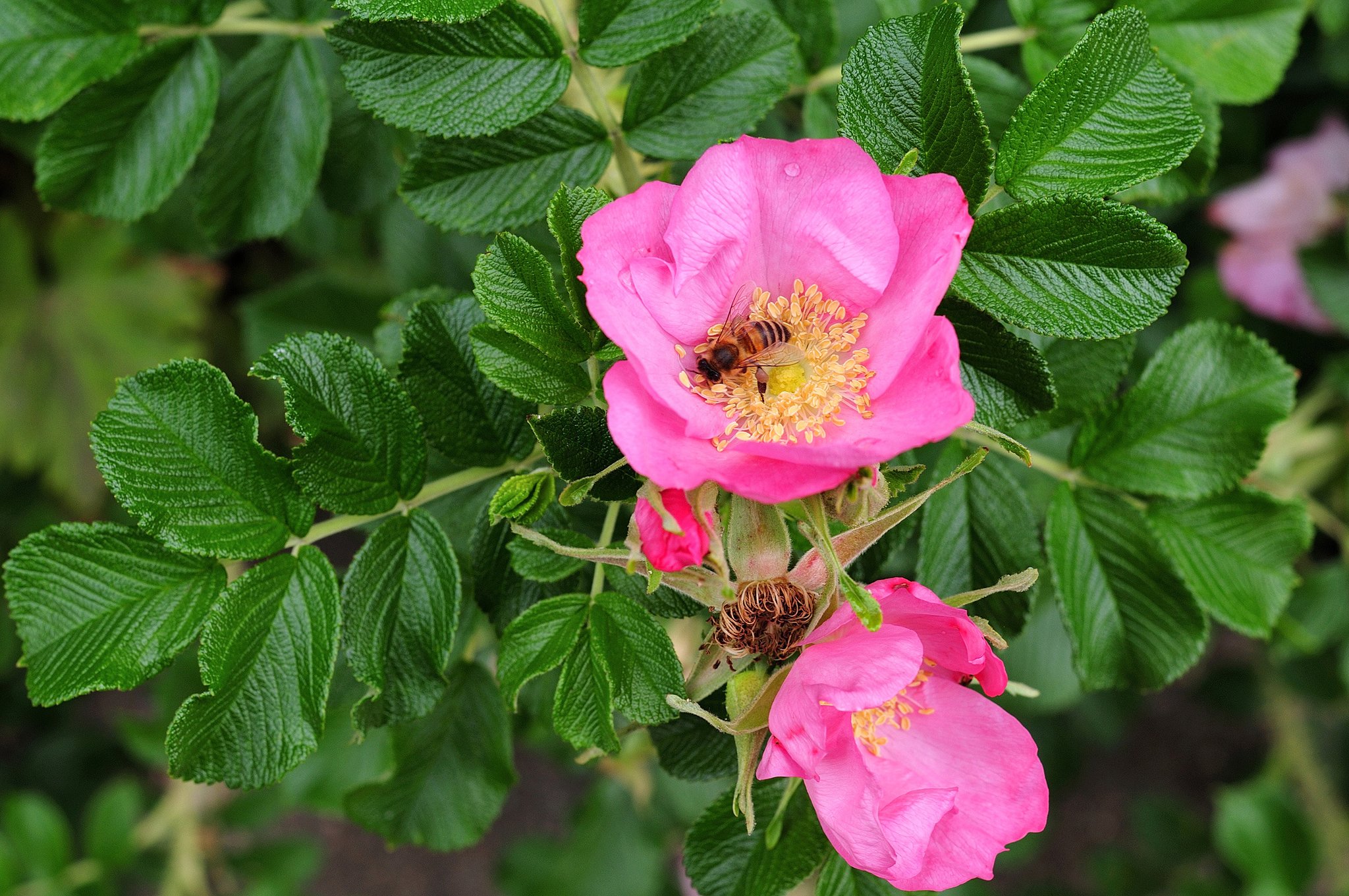 Pflanzzeit für die Königin der Blumen Krems