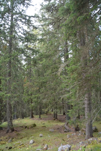 Schöner Spaziergang von der Maierl Alm nach Obereggen im Eggental.