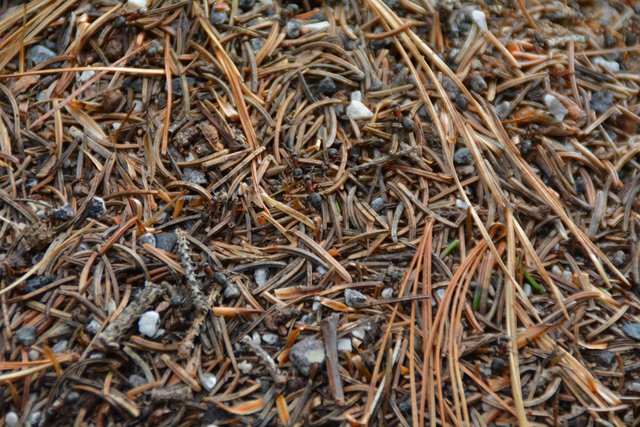 Schöner Spaziergang von der Maierl Alm nach Obereggen im Eggental.