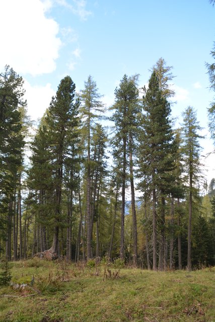 Schöner Spaziergang von der Maierl Alm nach Obereggen im Eggental.