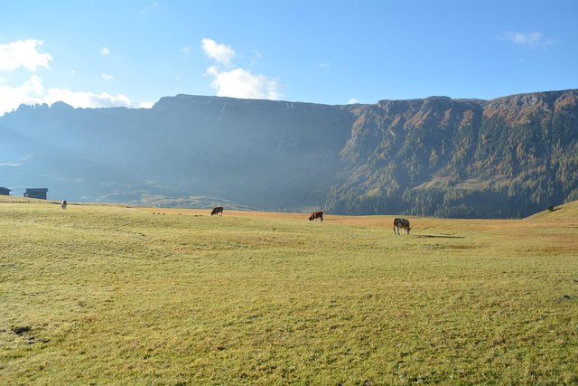 Die Seiser Alm befindet sich auf einer Seehöhe von 1.680 bis 2.350 Metern und stellt mit einer Fläche 56 Quadratkilometern eines der größten geschlossenen Hochplateaus in den Alpen dar.
