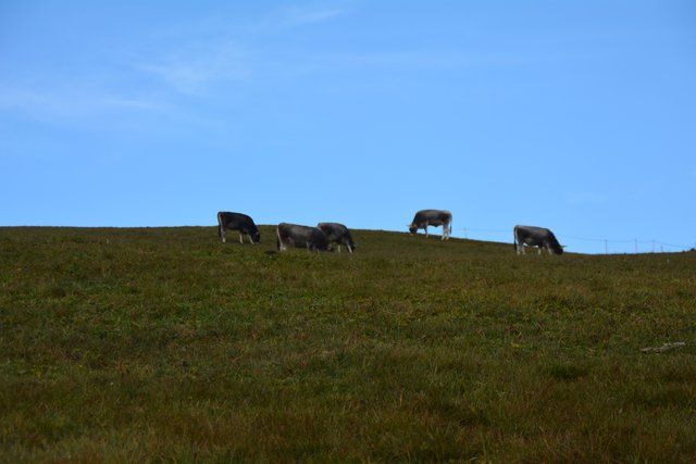 Auf der Seiser Alm fühlen sich die Kühe auf fast 2.000 Metern Seehöhe wohl.